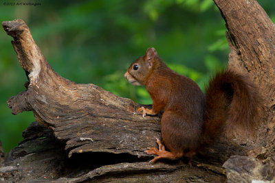 Sciurus Vulgaris / Eekhoorn / Red Squirrel