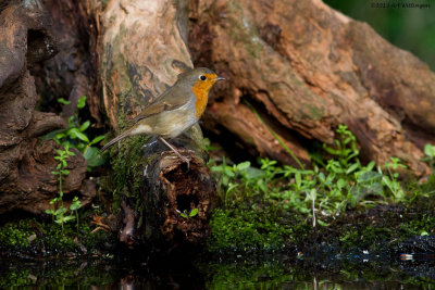 Erithacus rubecula / Roodborst / European Robin