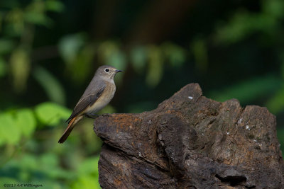 Phoenicurus phoenicurus / Gekraagde Roodstaart /  Redstart