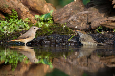 Phoenicurus phoenicurus / Gekraagde Roodstaart /  Redstart  &  Sylvia atricapilla / Zwartkop / Blackcap