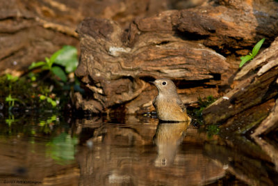 Phoenicurus phoenicurus / Gekraagde Roodstaart /  Redstart