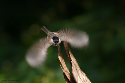 Parus Palustris / Glanskop / Marsh Tit