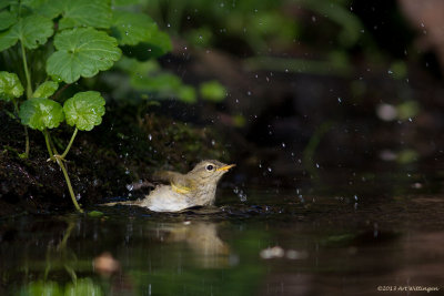 Phylloscopus collybita / Tjiftjaf / Northern Chiffchaff 