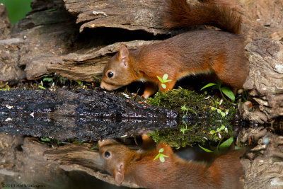 Sciurus Vulgaris / Eekhoorn / Red Squirrel