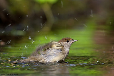 Sylvia atricapilla / Zwartkop / Blackcap