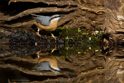 Sitta europaea / Boomklever / Nuthatch