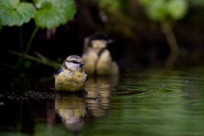 Cyanistes caeruleus  / Pimpelmees / Blue Tit