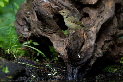 Phylloscopus collybita / Tjiftjaf / Northern Chiffchaff 