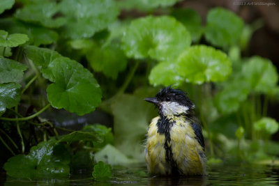 Parus Major / Koolmees / Great Tit