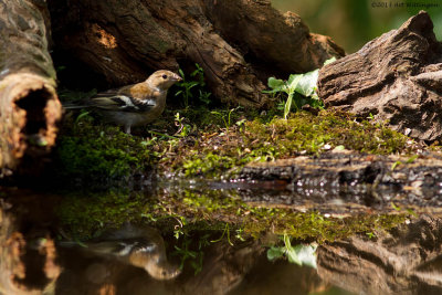 Fringilla coelebs / Vink / Common Chaffinch