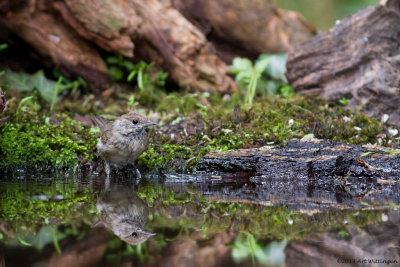 Sylvia atricapilla / Zwartkop / Blackcap