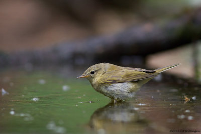 Phylloscopus collybita / Tjiftjaf / Northern Chiffchaff 