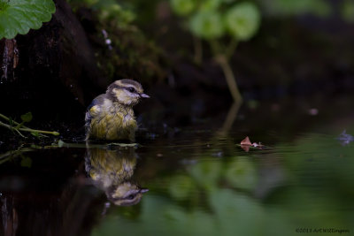 Cyanistes caeruleus  / Pimpelmees / Blue Tit