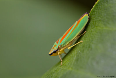 Graphocephala coccinea / Rhododendroncicade 