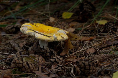 Russula claroflava / Gele berkenrussula / Yellow swamp russula 