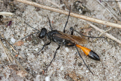 Ammophilla sabulosa / Grote Rupsendoder / red-banded sand wasp