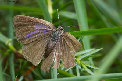 Favonia quercus / Eikenpage / Purple hairstreak