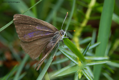 Favonia quercus / Eikenpage / Purple hairstreak