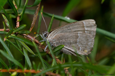 Favonia quercus / Eikenpage / Purple hairstreak