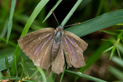 Favonia quercus / Eikenpage / Purple hairstreak