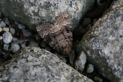 Amphipyra pyramidea / Piramidevlinder / Copper Underwing