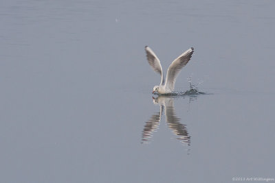 Chroicocephalus ridibundus / Kokmeeuw / Black headed Gull