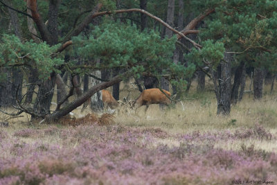 Cervus elaphus / Edelhert / Red deer