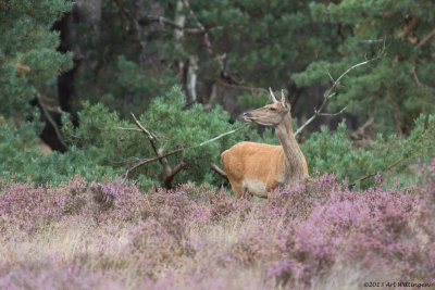 Cervus elaphus / Edelhert / Red deer