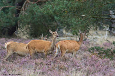 Cervus elaphus / Edelhert / Red deer