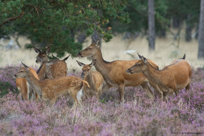 Cervus elaphus / Edelhert / Red deer