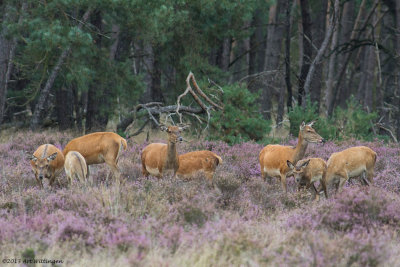 Cervus elaphus / Edelhert / Red deer