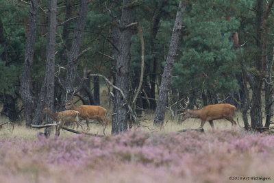 Cervus elaphus / Edelhert / Red deer