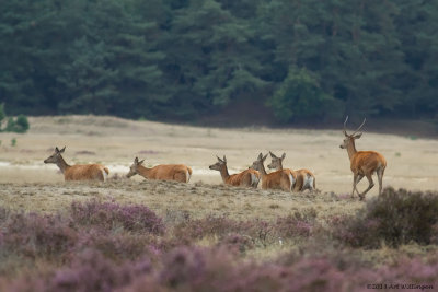 Cervus elaphus / Edelhert / Red deer