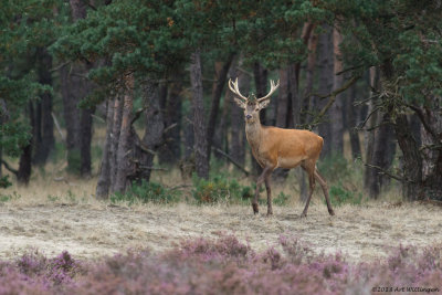 Cervus elaphus / Edelhert / Red deer