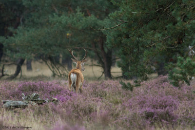 Cervus elaphus / Edelhert / Red deer