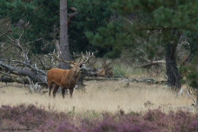 Cervus elaphus / Edelhert / Red deer