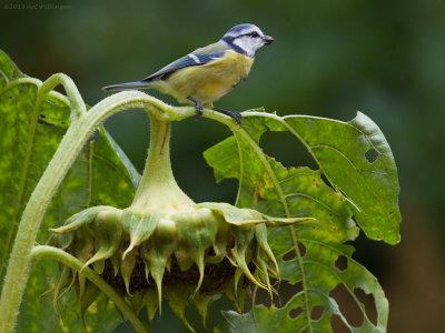 Cyanistes caeruleus  / Pimpelmees / Blue Tit