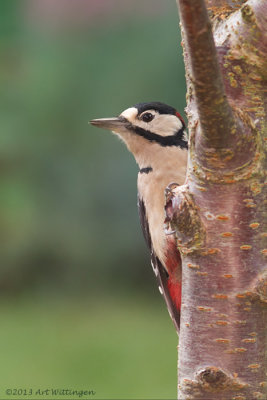 Dendrocopos Major / Grote Bonte Specht / Great Spotted Woodpecker