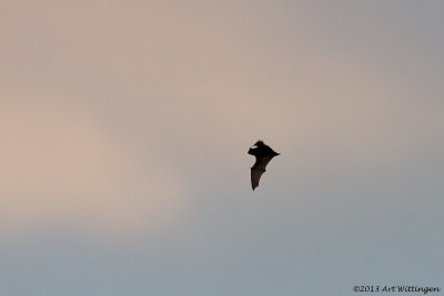 Nyctalus noctula / Rosse Vleermuis / Common Noctule