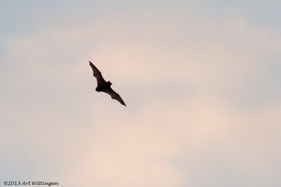 Nyctalus noctula / Rosse Vleermuis / Common Noctule