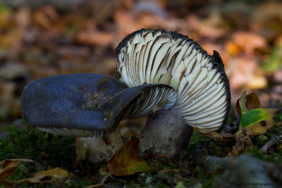 Russula nigricans / Grofplaat Russula / Blackening russula