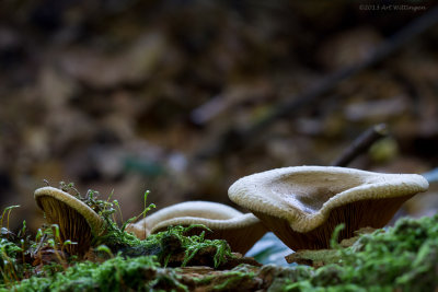 Paxillus involutus / Gewone krulzoom