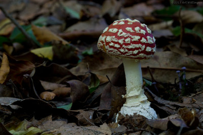 Amanita Muscaria / Vliegenzwam / Fly Agaric