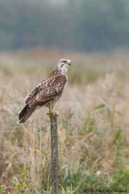 Buteo buteo / Buizerd / Common buzzard