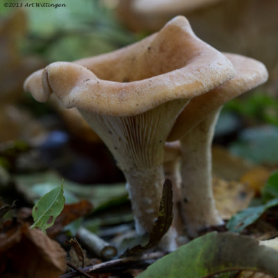 Hygrophoropsis aurantiaca / Valse Hanenkam / False Chanterelle