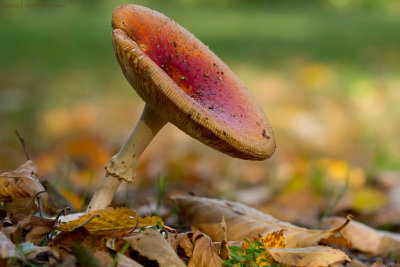 Amanita Muscaria / Vliegenzwam / Fly Agaric