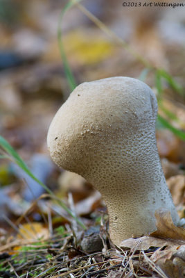 Calvatia excipuliformis / Plooivoetstuifzwam