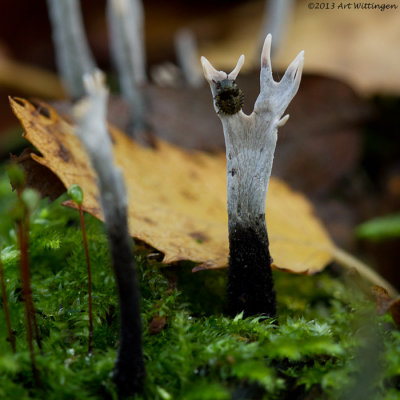 Xylaria hypoxylon  / Geweizwam / Candlestick fungus