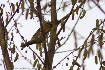 Kleine Barmsijs / Lesser Redpoll