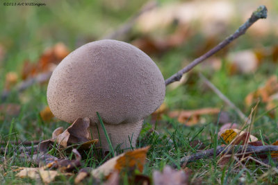 Calvatia excipuliformis / Plooivoetstuifzwam